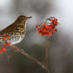 (EMILE BARBELETTE / BIOSPHOTO / AFP